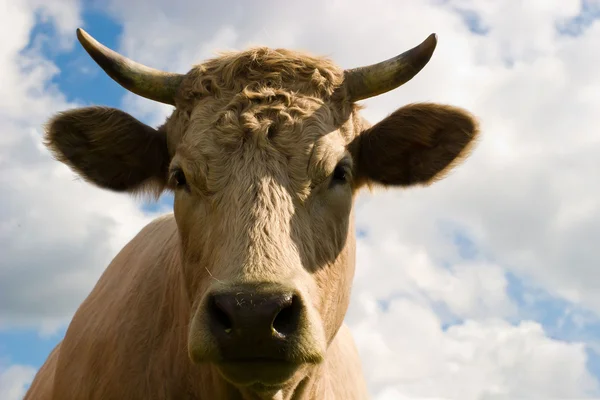 Kor på fältet — Stockfoto