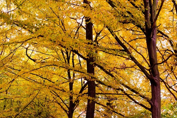 stock image Forest