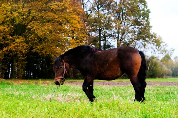 Hevonen — kuvapankkivalokuva