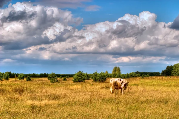 Vacas en el campo —  Fotos de Stock