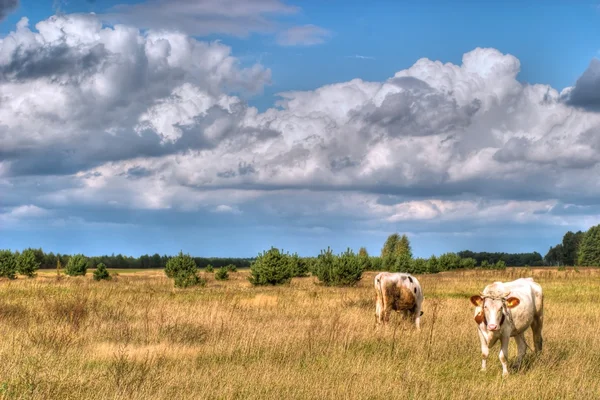 Krávy na hřišti — Stock fotografie
