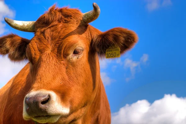 Cows on field — Stock Photo, Image