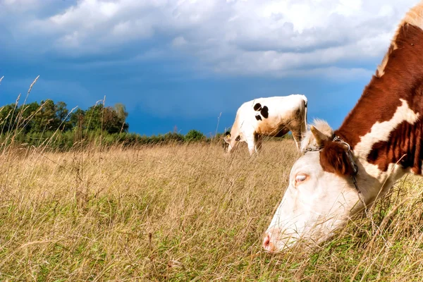 Kühe auf dem Feld — Stockfoto