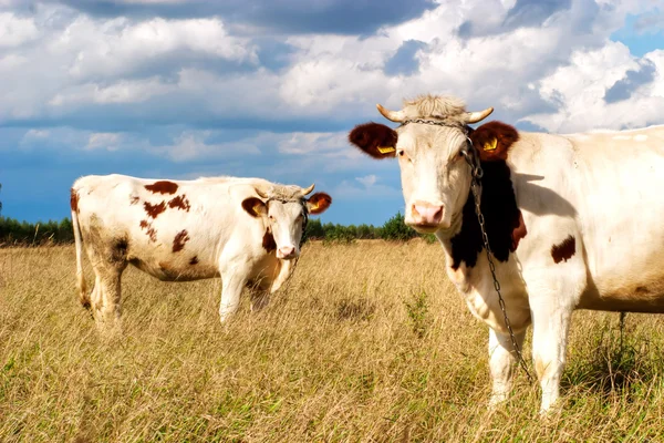Vaches sur le terrain — Photo