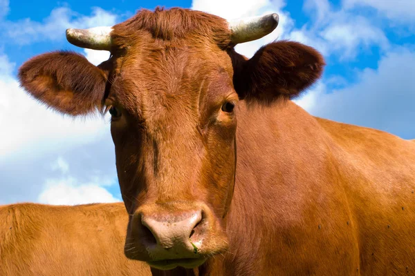 Vacas no campo — Fotografia de Stock