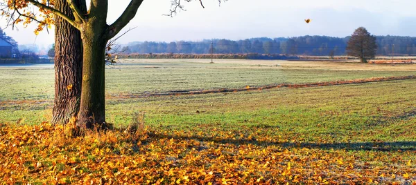 Bäume — Stockfoto