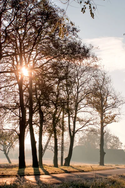 stock image Trees