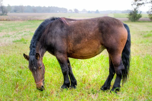 stock image Horse