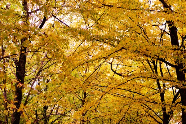 stock image Forest