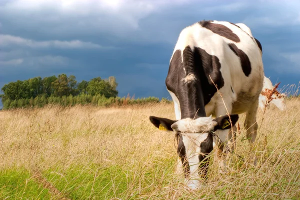 Αγελάδες στο πεδίο — Φωτογραφία Αρχείου