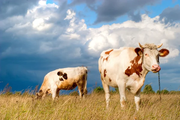 Αγελάδες στο πεδίο — Φωτογραφία Αρχείου