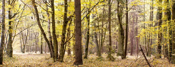 stock image Forest