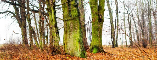Ağaç — Stok fotoğraf