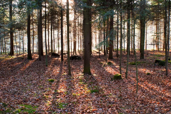 Bosque — Foto de Stock