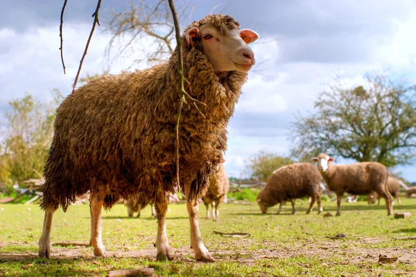 Ovce na hřišti — Stock fotografie
