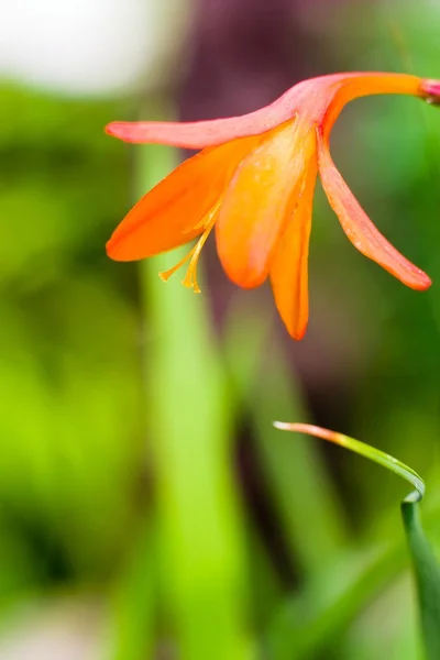 stock image Flowers