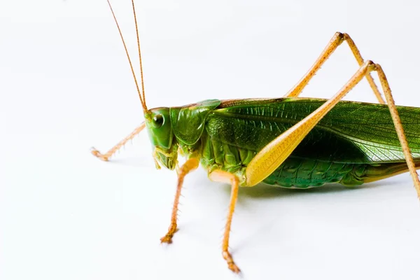 Insect — Stock Photo, Image