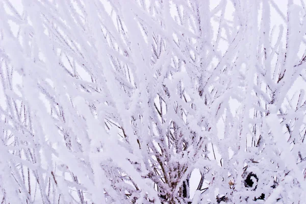Talvi — kuvapankkivalokuva
