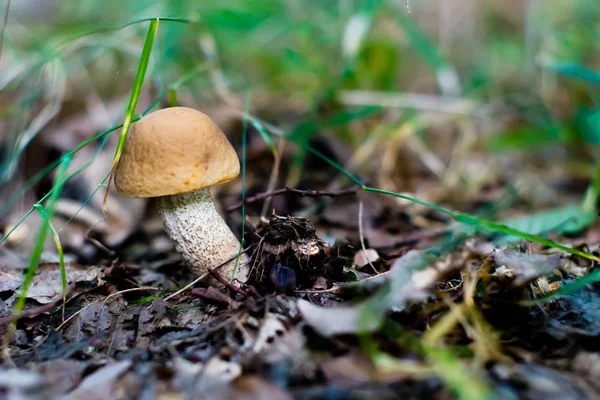 stock image Mushroom