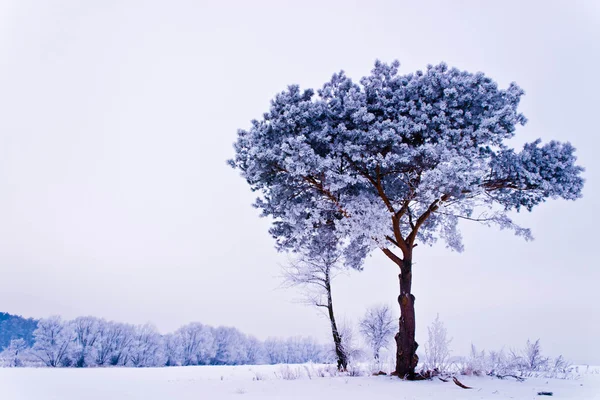 Zmrazené Strom Zimní Pole Modrá Obloha Zimní Strom — Stock fotografie