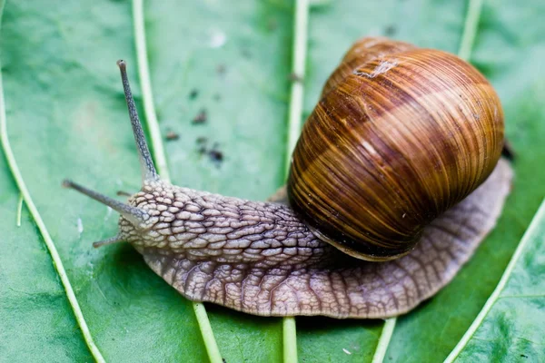 Caracol Está Subiendo Imagen Serie Naturaleza Caracol Hoja —  Fotos de Stock