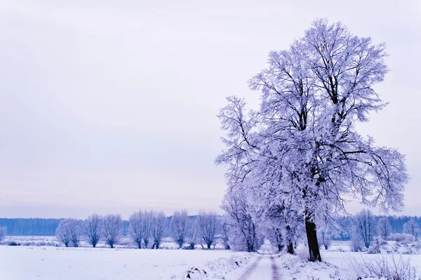 Árvore Congelada Campo Inverno Céu Azul Árvore Inverno — Fotografia de Stock