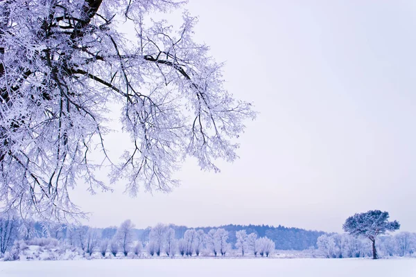 Árbol Congelado Campo Invierno Cielo Azul Árbol Invierno — Foto de Stock