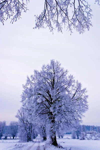 Zima — Stock fotografie