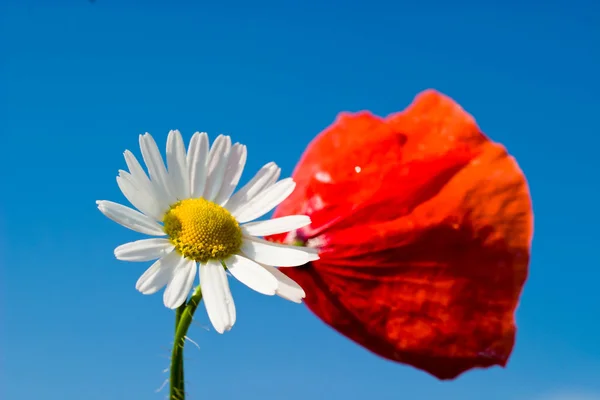 Цветы Цветном Фоне Макрофото — стоковое фото