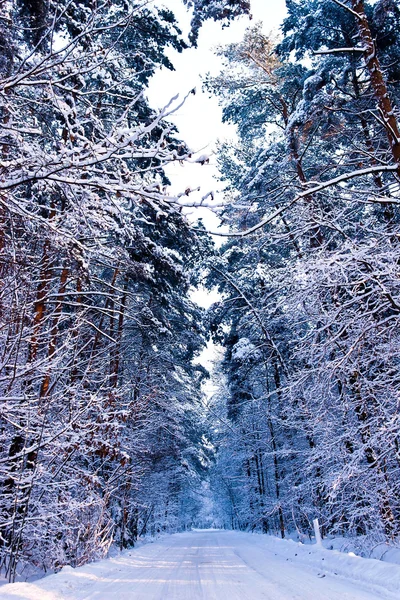 Sluneční Světlo Bílém Lese Zimní Čas — Stock fotografie