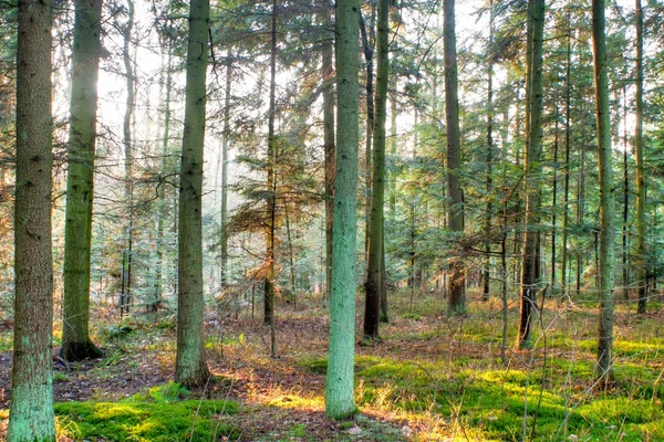 Φως Του Ήλιου Στο Δάσος Πράσινο Τέλος Yelow Φθινόπωρο — Φωτογραφία Αρχείου