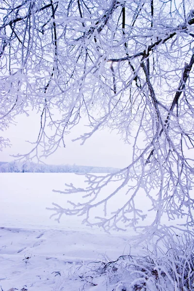 Zamrożone Drzewa Zima Pole Błękitne Niebo Drzewa Zima — Zdjęcie stockowe