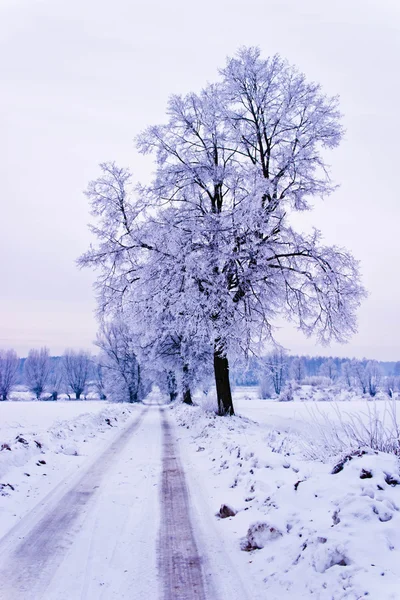 Frysta Träd Vintern Fält Och Blå Himmel Vinter Träd — Stockfoto