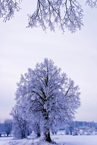 冬季 — 图库照片