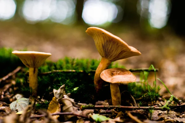 Forest Mushroom Moss Bir Longtime Rain — Stock Photo, Image