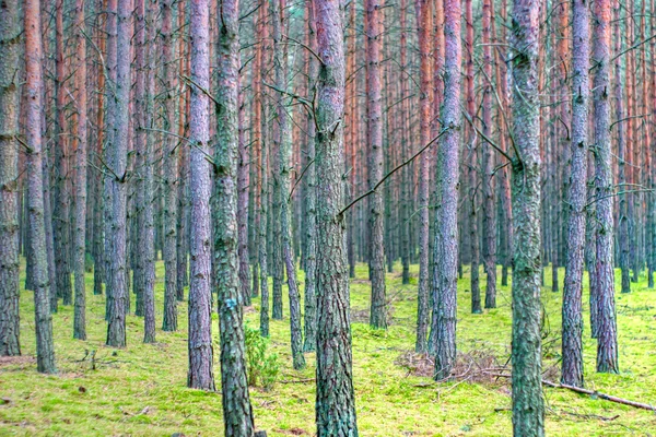 Zonlicht Het Groene Einde Yelow Forest Herfst Tijd — Stockfoto