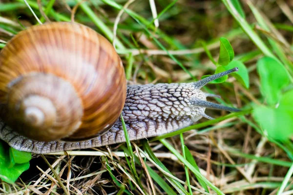 蜗牛爬起来 图像从大自然系列 蜗牛附着在叶片上 — 图库照片