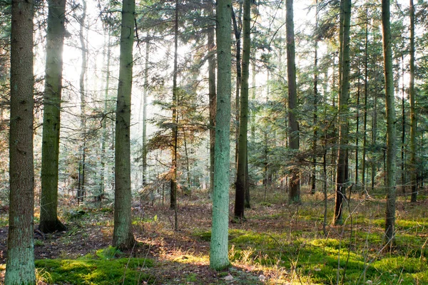 Φως Του Ήλιου Στο Δάσος Πράσινο Τέλος Yelow Φθινόπωρο — Φωτογραφία Αρχείου