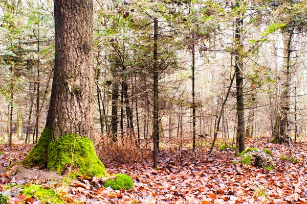 Zonlicht Het Groene Einde Yelow Forest Herfst Tijd — Stockfoto
