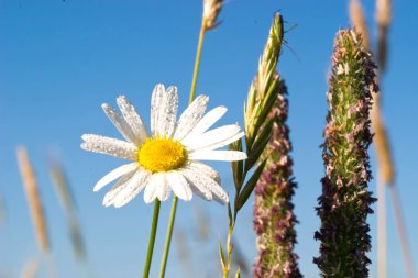 Derma arka plan - makro fotoğraf üzerinde çiçekler