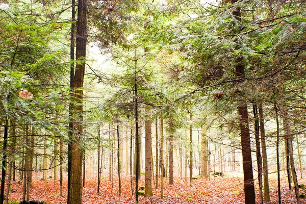 Światło Słoneczne Lesie Żółty Zielony Koniec Czas Jesieni — Zdjęcie stockowe