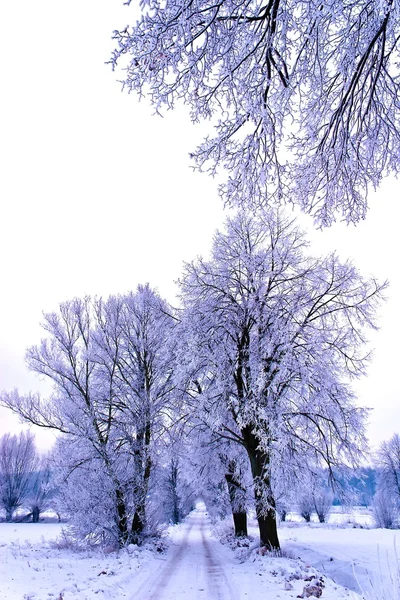 Albero Congelato Sul Campo Invernale Cielo Blu Albero Invernale — Foto Stock