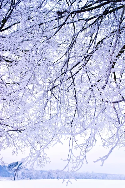 Gefrorener Baum Auf Winterfeld Und Blauem Himmel Winterbaum — Stockfoto