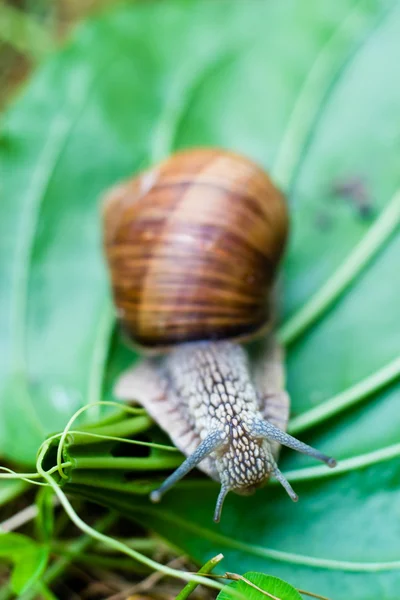 蜗牛爬起来 图像从大自然系列 蜗牛附着在叶片上 — 图库照片