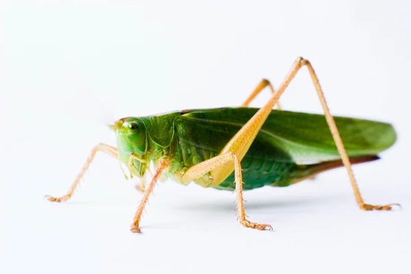 Εντόμων Πάνω Ένα Φυτό Ενώ Εντόμων Που Κάθεται Ένα Πράσινο — Φωτογραφία Αρχείου