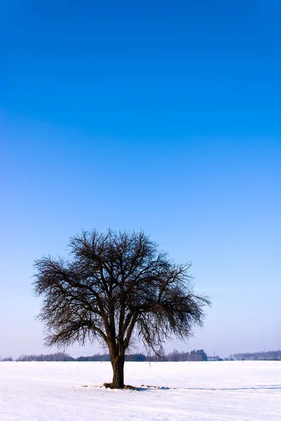 Alter Großer Baum Auf Farbigem Hintergrund Mit Blauem Himmel — Stockfoto