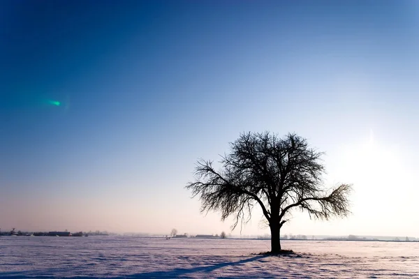 Starý Velký Strom Barevném Pozadí Modrým Nebem — Stock fotografie