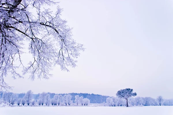 Zmrazené Strom Zimní Pole Modrá Obloha Zimní Strom — Stock fotografie