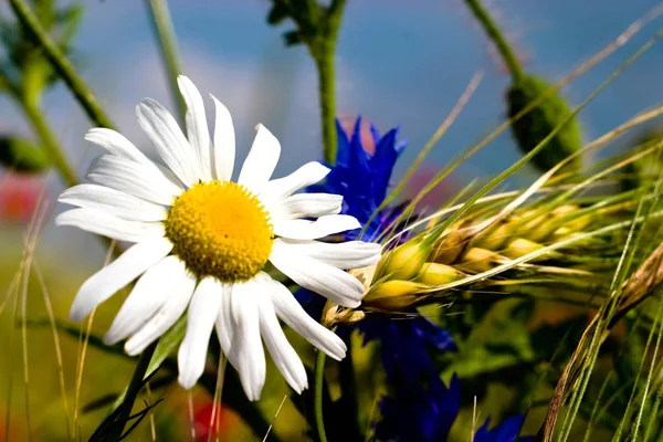 Flores Sobre Fondo Colorido Macro Foto — Foto de Stock