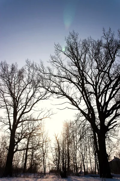 青い空を背景に古い大きな木 — ストック写真